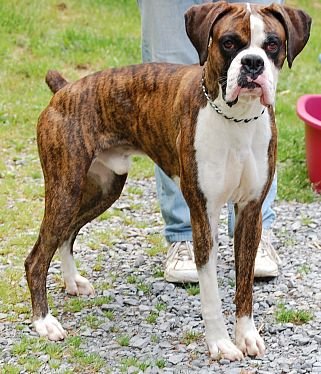 boxer puppy rescue boxer rescue uk breeds picture boxer puppy rescue boxer rescue uk breeds picture
