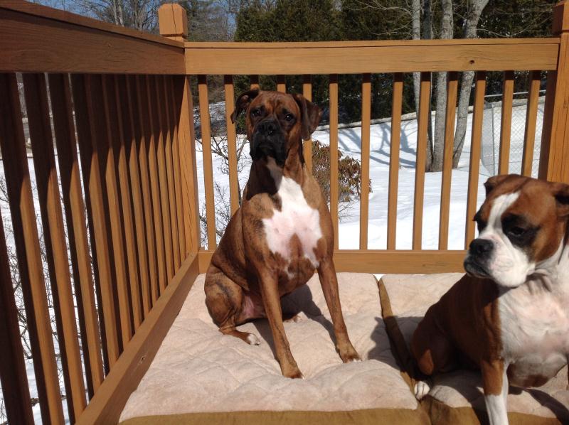 Sprocket Male ME New Life Boxer Rescue