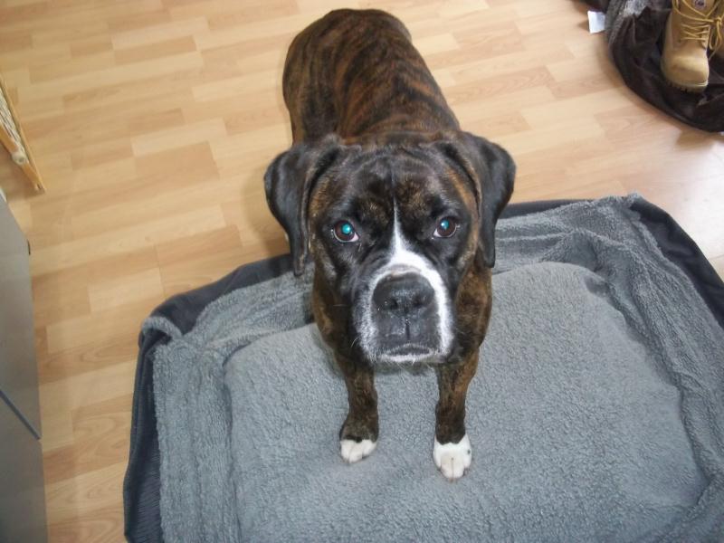rescue boxer puppies boxer rescue related keywords suggestions boxer rescue keywords rescue boxer puppies boxer rescue related keywords suggestions boxer rescue keywords