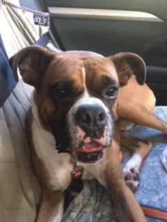 boxers for rescue near me