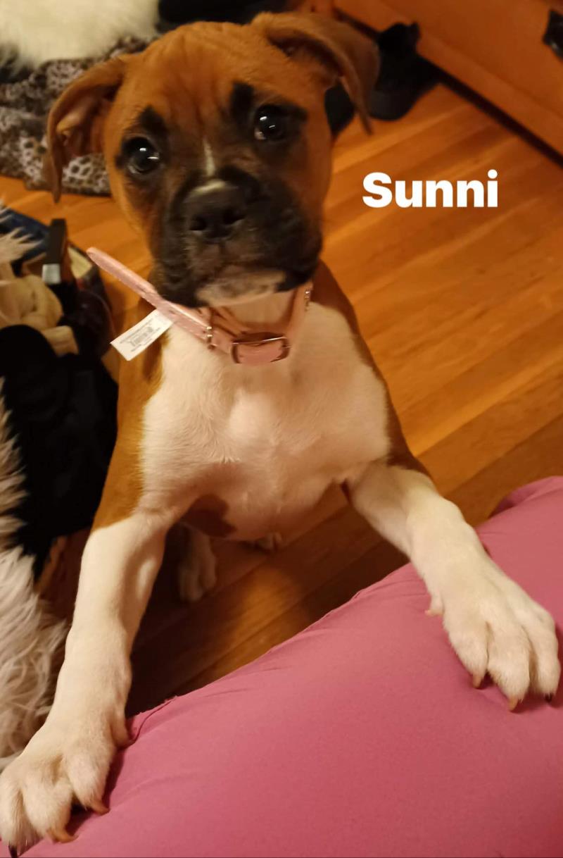 Sunni